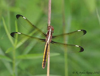 Libellula cyanea, female